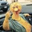 BigBird