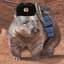 Combatwombat