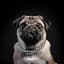 Pugz