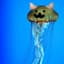 JellyfishCats