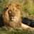 Lion_X_4