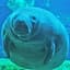 Manatee