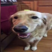 butta dog