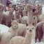 Alpaca