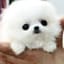 hamo