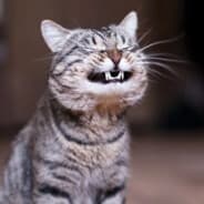 Ξ④Ξ | gruMPyCat