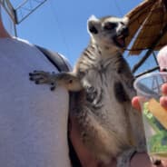 DisguisedLemur