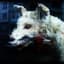 rabid_depredation