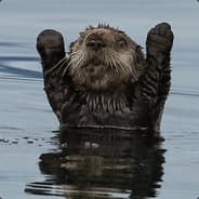 Mr otter