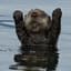 Mr otter