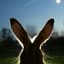 WabbitSeeker