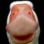 Goose