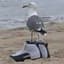 Da_Seagull