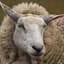 SheepMan
