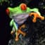 Kryptonfrog