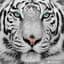 WhiteTiger