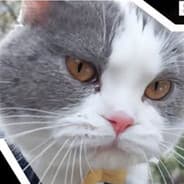 Meowskills