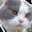 Meowskills