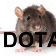 RAT DOTO BEST DOTO