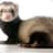 Ferret Walker