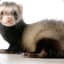 Ferret Walker