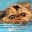 Watercat