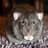 LittleSewerRat