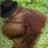 Orwell Orangutan