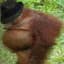 Orwell Orangutan