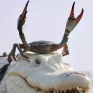 Johtajarapu
