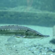 geila Fisch