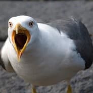 Avian Resident