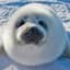 Mildly Menacing Seal