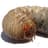 Grub