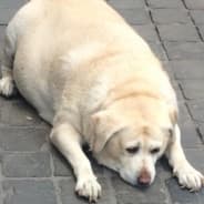 a boneless child