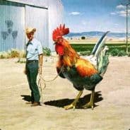 Capt Rooster