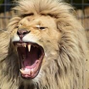 Savage Lion
