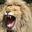 Savage Lion