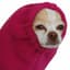 ShyGuy-Hulud
