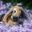 Bunny King