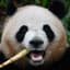 大熊猫
