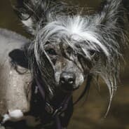 WET-DOG
