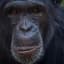 chimp