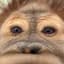 Chimp