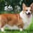 Corgi