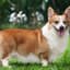 Corgi