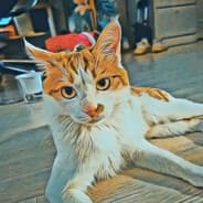 thomaszqh
