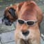 =Watch_Doge=