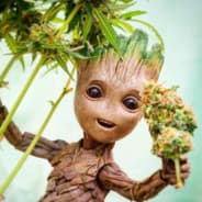 Kief Meister
