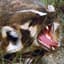 Badger